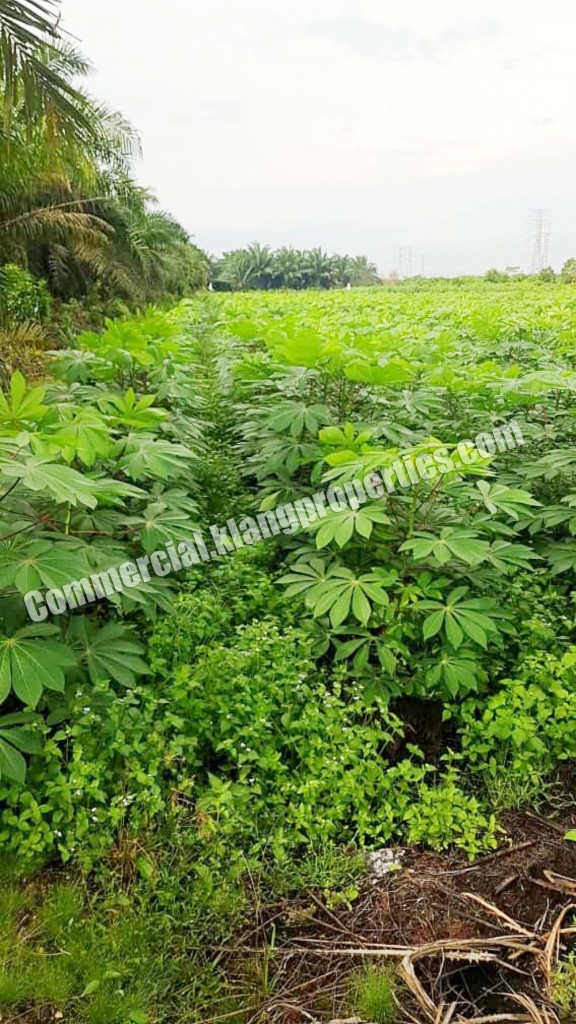 TANJUNG DUA BELAS, KUALA LANGAT, AGRICULTURE LAND FOR SALE. 2.5ACRES. RM890,000